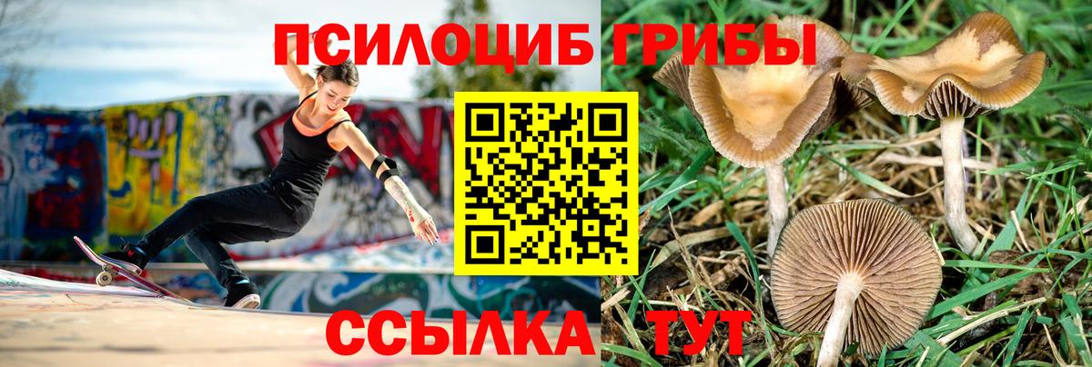 Псилоцибиновые грибы Psilocybine cubensis Боровичи